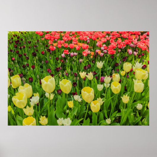 l'éclosion de tulipes dans un parc papier affiche (Devant)