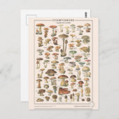 Leçons de choses les champignons briefkaart (Voorkant / Achterkant)