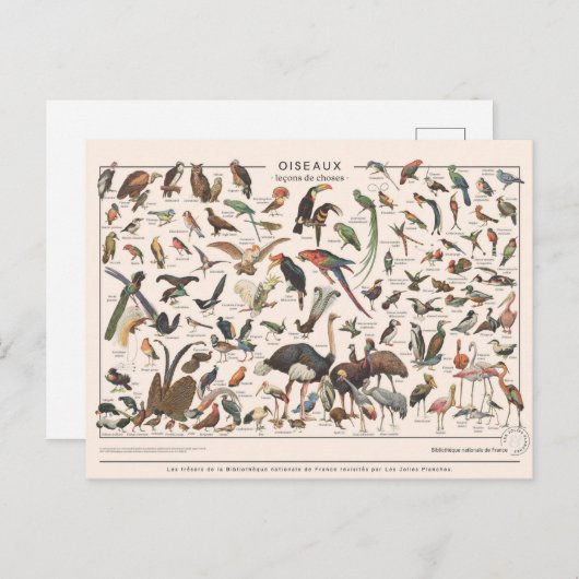 Leçons de choses les oiseaux briefkaart (Voorkant / Achterkant)