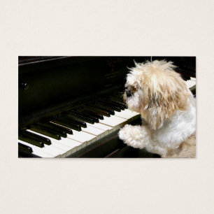 Leçons de piano de Shih Tzu