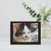 Leçons de vie Naps d'une carte postale de chat (Debout devant)