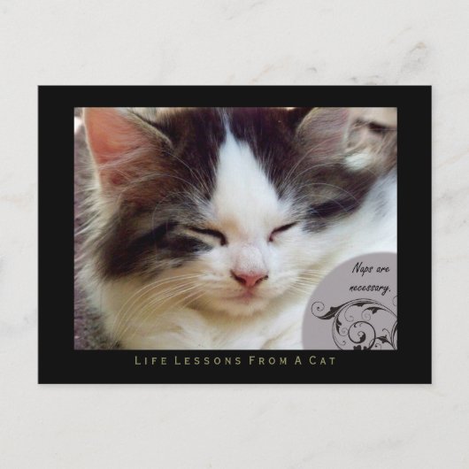 Leçons de vie Naps d'une carte postale de chat (Devant)