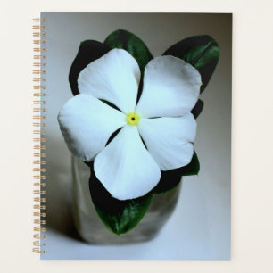 Lecteur de fleurs blanches