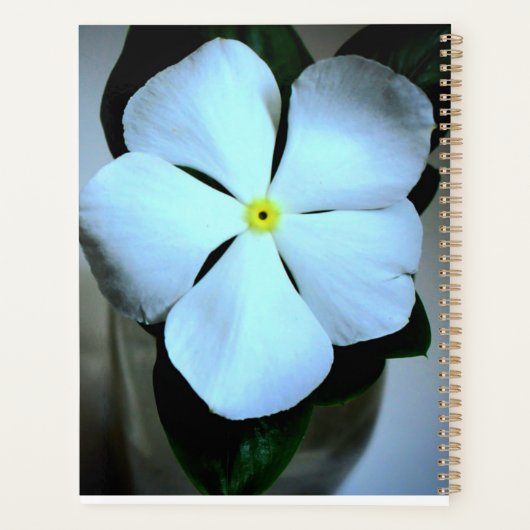 Lecteur de fleurs blanches (Dos)