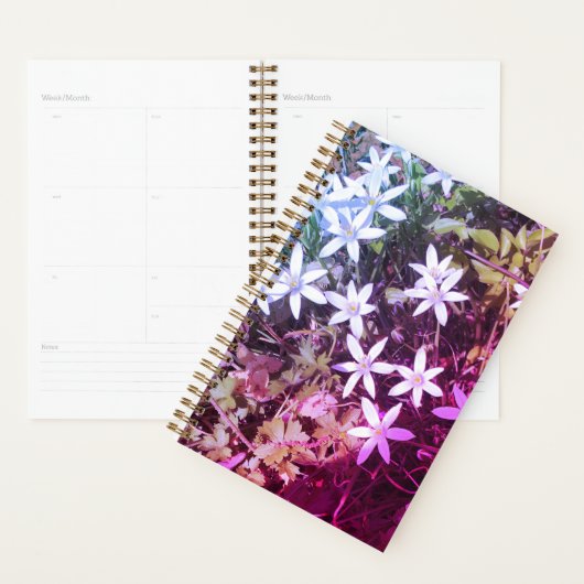 Lecteur de fleurs White Star (Devant avec enveloppe)