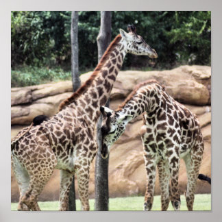 Lecture de girafes Impression