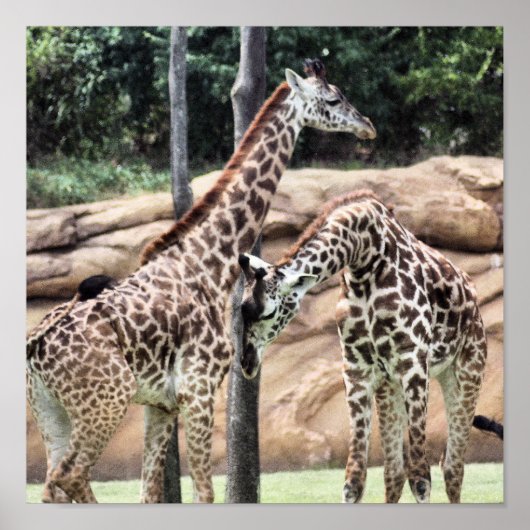 Lecture de girafes Impression (Devant)