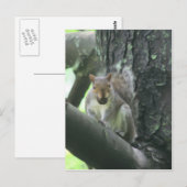 L'écureuil dans l'arbre L'art animal carte postale (Devant / Derrière)
