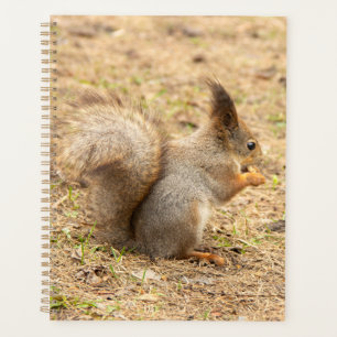 L'écureuil mignon mange une photo de noix