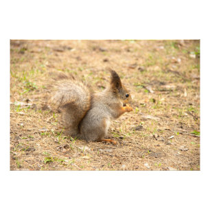 L'écureuil mignon mange une photo de noix