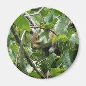 L'écureuil se cache dans un aimant d'arbre (Devant)