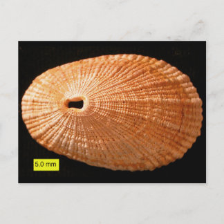 ledemaat (Diodora italica) Briefkaart