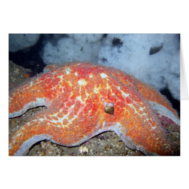 Lederen Starfish (Voorkant Horizontaal)