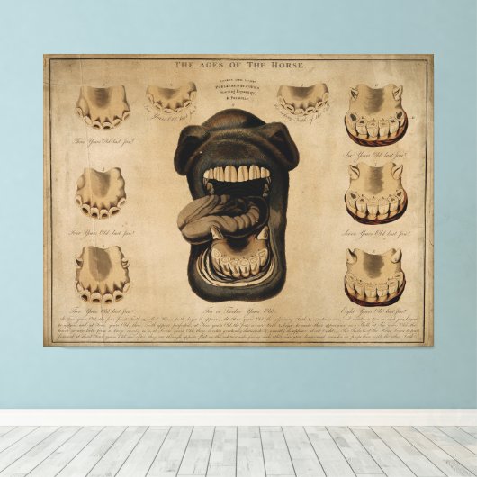 Leeftijd van de Waterverf van de paardenmond Teth Canvas Afdruk (Insitu (Houten vloer))