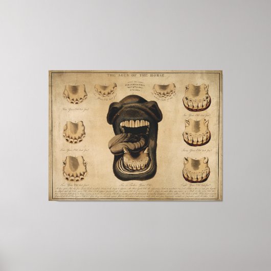 Leeftijd van de Waterverf van de paardenmond Teth Canvas Afdruk (Voorkant)