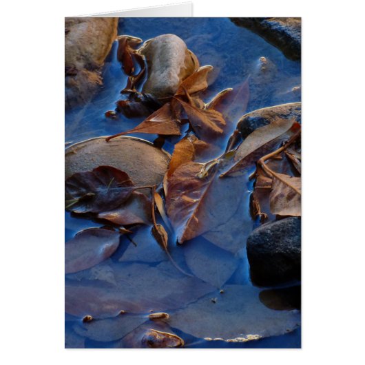 Leeg binnenin, bladeren (Voorkant)