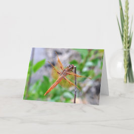 Leeg Wenskaart met Dragonfly-foto Kaart