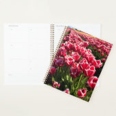Leen Van Der Mark Tulips, Oregon (Devant avec enveloppe)