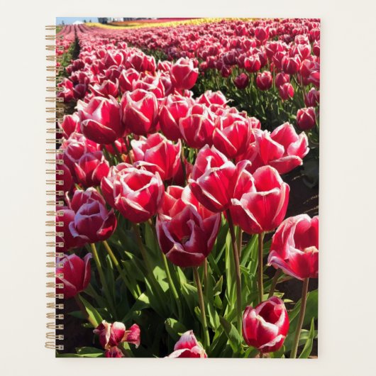 Leen Van Der Mark Tulips, Oregon (Devant)