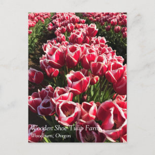 Leen Van Der Mark Tulips, Oregon Briefkaart