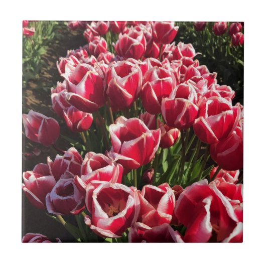 Leen Van Der Mark Tulips, Oregon Tegeltje (Voorkant)