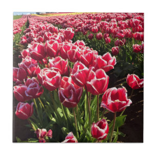 Leen Van Der Mark Tulips, Oregon Tegeltje
