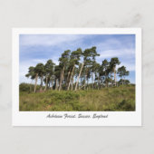 Leerbomen op het Briefkaart van het Ashdown Forest (Voorkant)