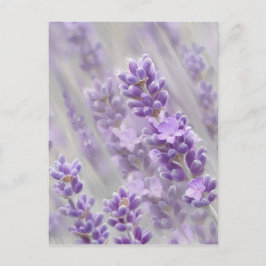 Leerdromen. Briefkaart