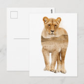 Leeuw Afrika Dubbele Belichting  Ansichtkaart Briefkaart (Voorkant / Achterkant)