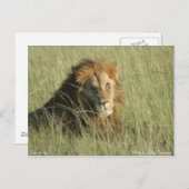 Leeuw bij rust briefkaart (Voorkant / Achterkant)