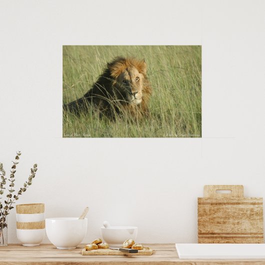 Leeuw bij rust poster (Keuken)