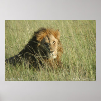 Leeuw bij rust poster