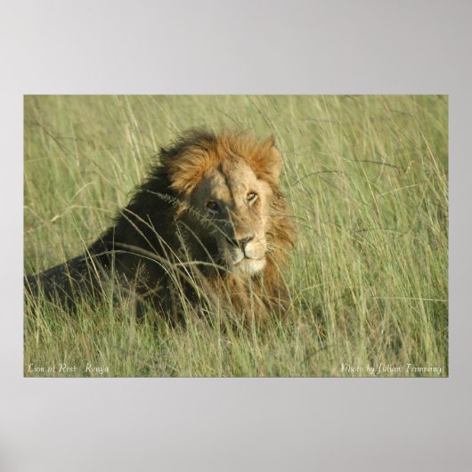 Leeuw bij rust poster (Voorkant)