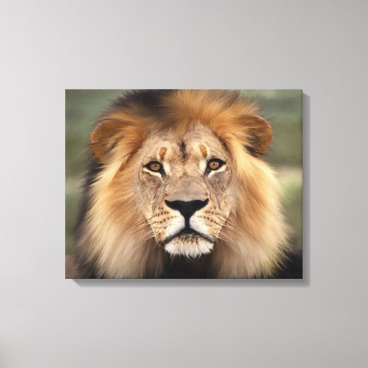 Leeuw - De Koning van het Oerwoud Canvas Afdruk (Voorkant)