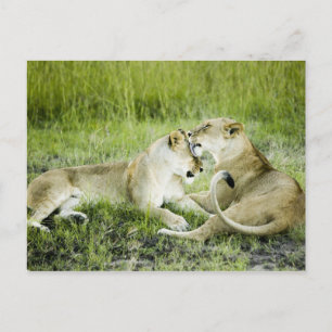 Leeuw en leeuwen, Afrika 2 Briefkaart