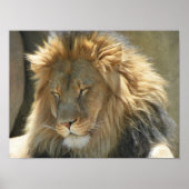 leeuw in slaap poster (Voorkant)
