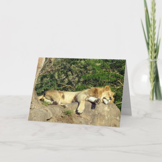 Leeuw - koning van de Oerwoud - Versoepeling Kaart (Voorkant)