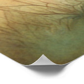 Leeuw Liefde 1 Poster (Hoek)