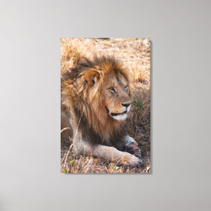 Leeuw Maasai Mara National Reserve, Kenia Canvas Afdruk