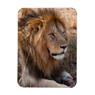 Leeuw Maasai Mara National Reserve, Kenia Magneet