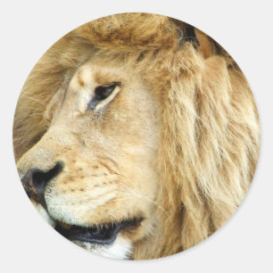 Leeuw met dikke manen Stickers