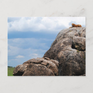 leeuw op een grote steen in Tanzania Africa Briefkaart
