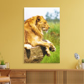 Leeuw op een rots canvas afdruk (Insitu (Woonkamer))