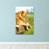 Leeuw op een rots canvas afdruk (Insitu (Houten vloer))