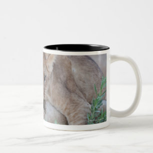Leeuw (Panthera leo) krab bijtend moeders oor, Tweekleurige Koffiemok