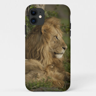 Leeuw, Panthera leo, Lower Mara, Masai Mara GR, iPhone 11 Hoesje