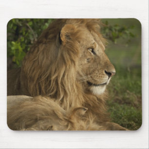Leeuw, Panthera leo, Lower Mara, Masai Mara GR, Muismat