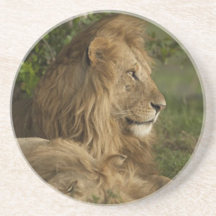 Leeuw, Panthera leo, Lower Mara, Masai Mara GR, Zandsteen Onderzetter