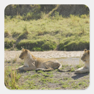 leeuw (Panthera leo), twee jonge leeuwen, Masai Vierkante Sticker