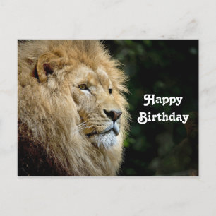 Leeuw Profiel Wilde Dieren Foto Verjaardag Briefkaart